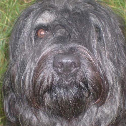 Élevage : chien de berger catalan