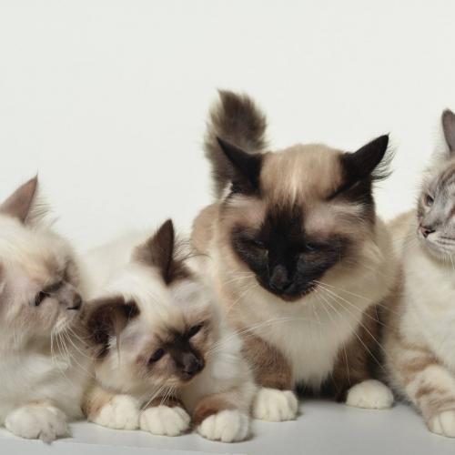 Elevage Familial : Birman (Sacré de Birmanie)