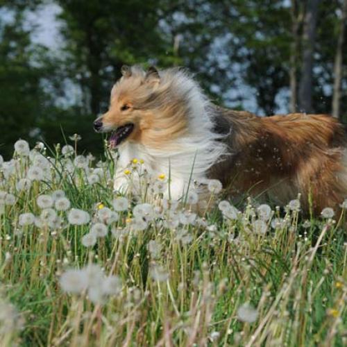 Eleveur : les colleys des stuarts de boisbelle