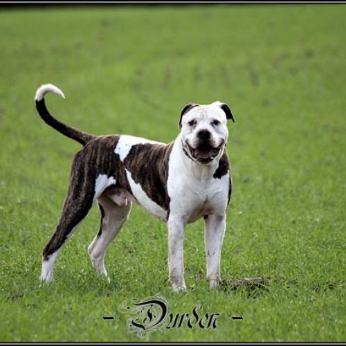 Eleveur : Like A Dog