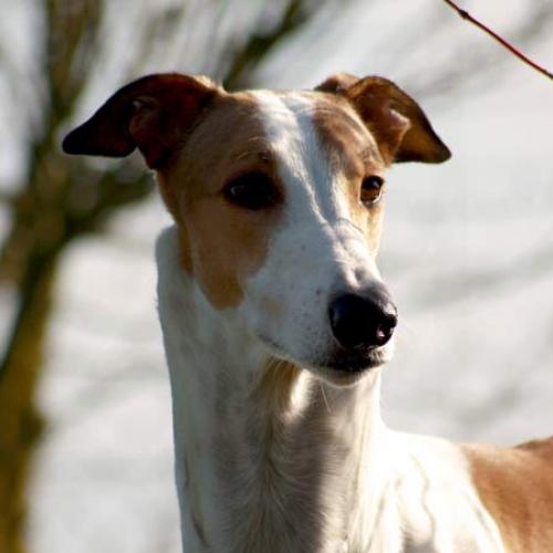 Élevage : greyhound