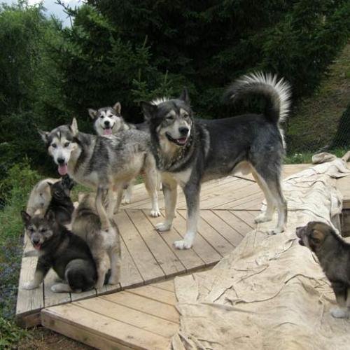 Eleveur : Valg'aux Loups