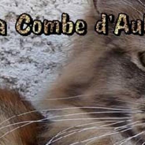 Élevage : maine coon