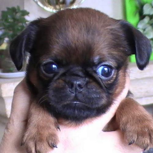 Élevage : petit brabancon