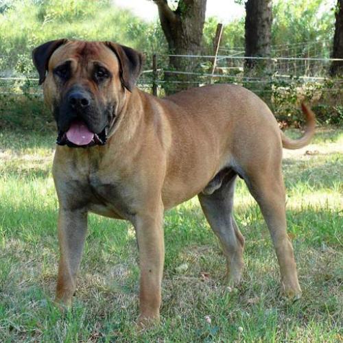 Élevage : dogue des canaries