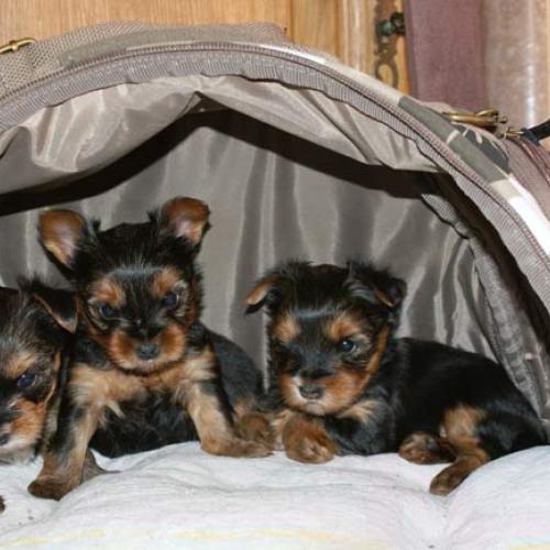 Élevage : yorkshire terrier