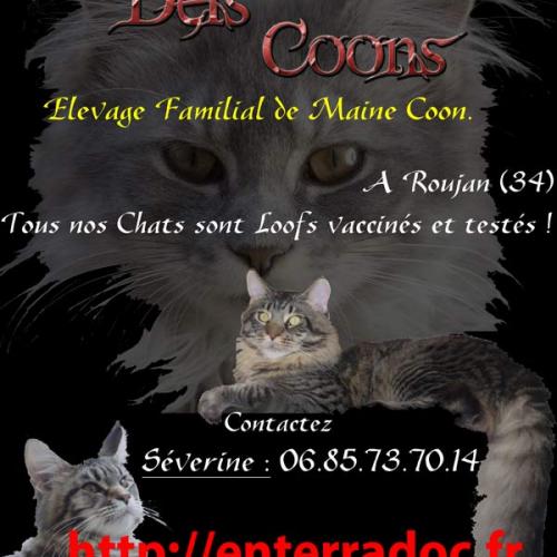 Élevage : maine coon