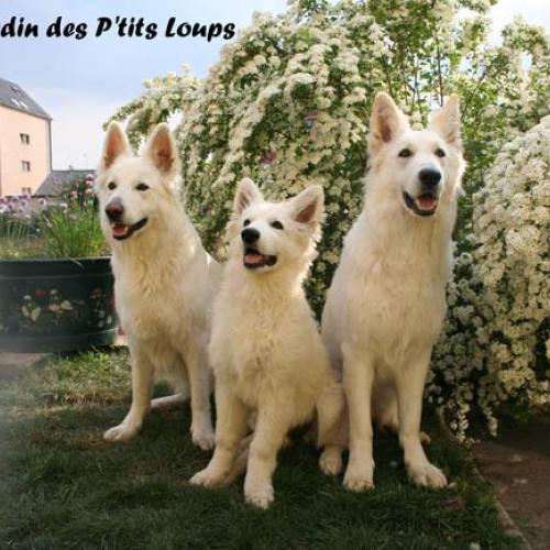 Élevage : berger blanc suisse