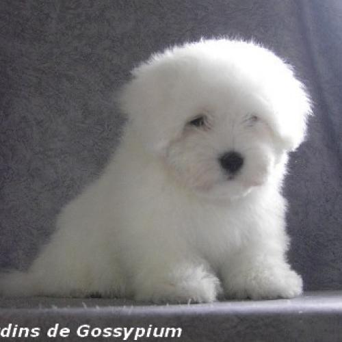 Eleveur : des Jardins de Gossypium