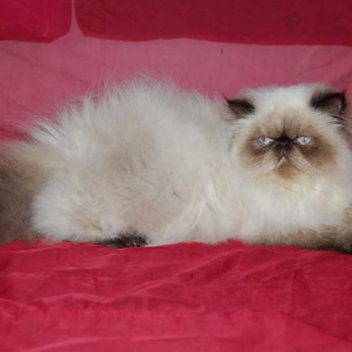 Eleveur : Persan - Exotic Shorthair