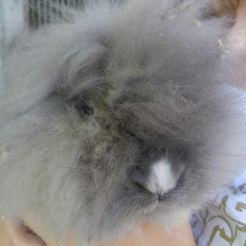 Eleveur : les lapins du chateau