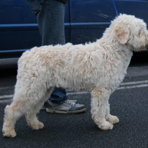 Eleveur : D'Estrelboss