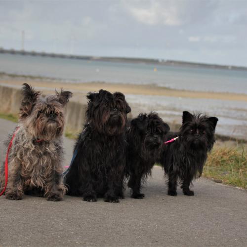Élevage : affenpinscher