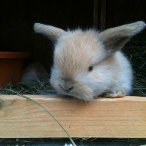 Élevage : lapin bélier