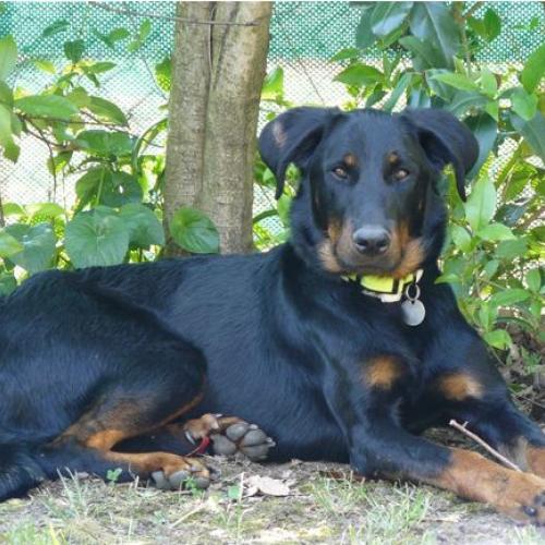 Élevage : berger de beauce - beauceron