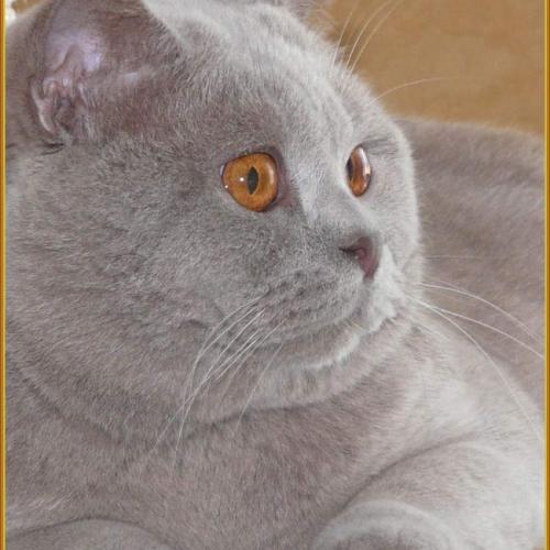 Élevage : british shorthair