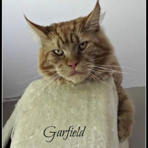 Eleveur : Silver Paradise