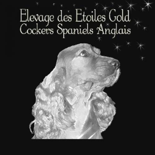 Eleveur : ELEVAGE COCKER ANGLAIS DES ETOILES GOLD