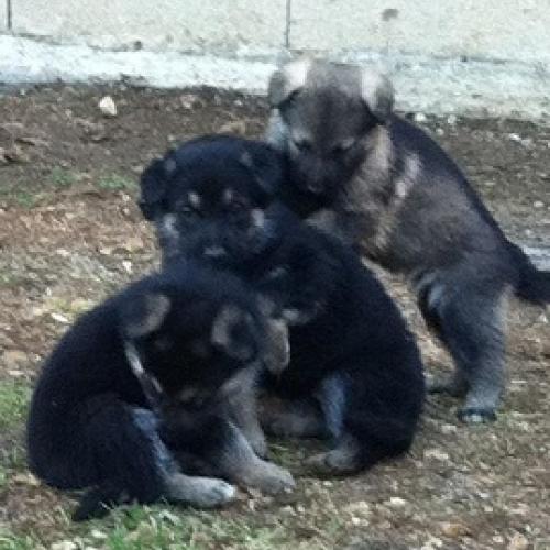 Eleveur : Dog Attitude