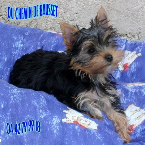 Eleveur : Du Chemin de Bausset