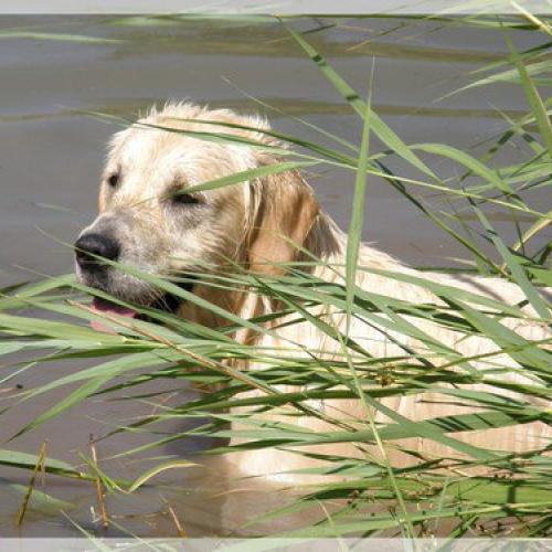 Élevage : golden retriever