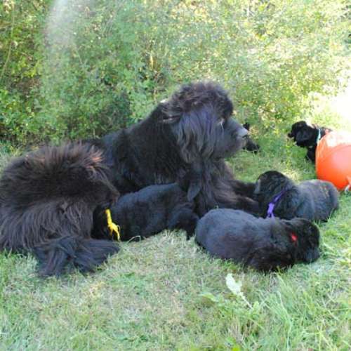 Élevage de terre neuve