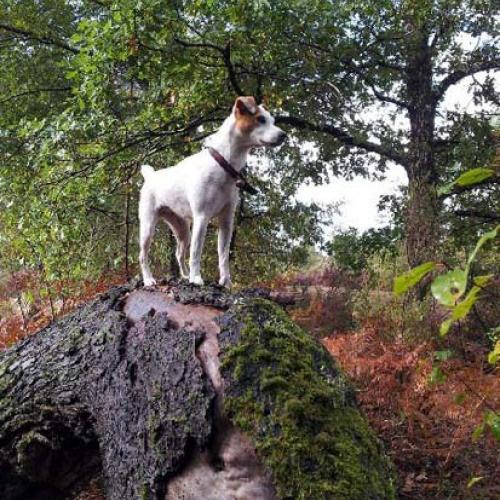 Élevage : jack russel terrier terrier du reverend russell
