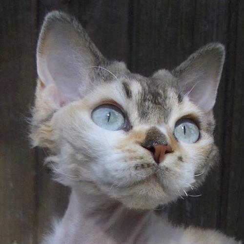 Élevage : devon rex (devon rex)