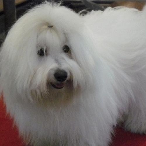 Eleveur : le mas de jouvance