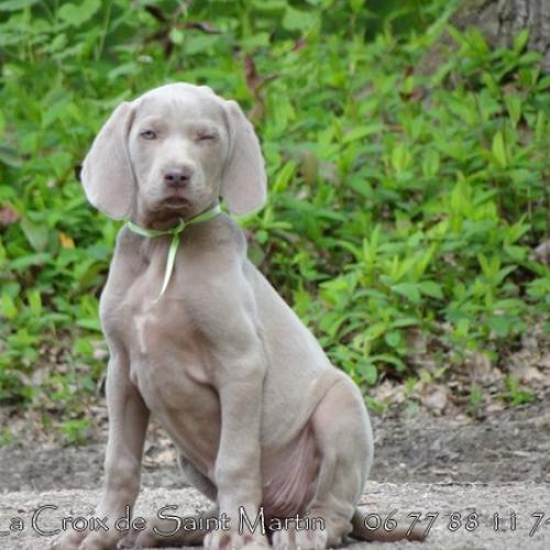 Eleveur : La Croix de St Martin
