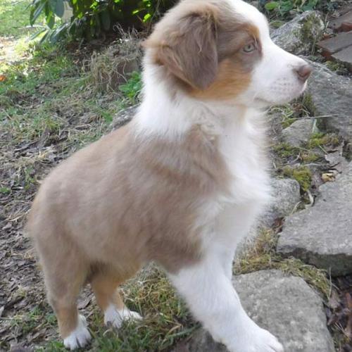 Élevage : berger australien