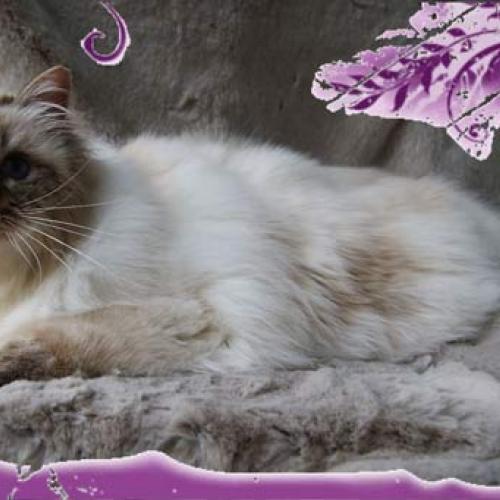 Eleveur : chatterie du castel walou