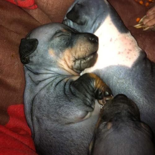 Élevage : american hairless terrier