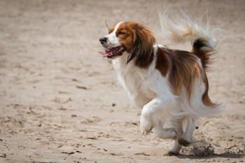 Petit Chien Hollandais De Chasse Au Gibier d'eau