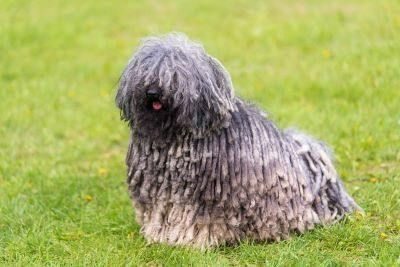chiens