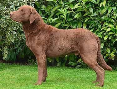 Retriever De La Baie De Cheasapeake