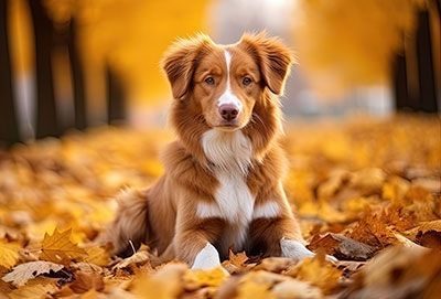 Retriever De La Nouvelle Ecosse