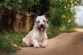 Skye Terrier