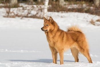 Spitz Finlandais