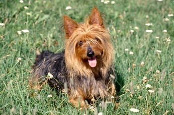 Terrier Australien A Poil Soyeux