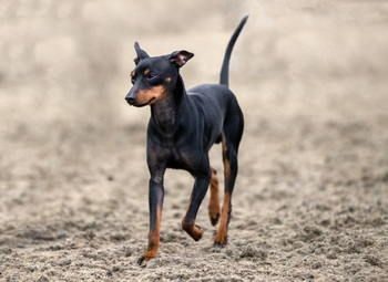 Terrier d'agrement Anglais Noir Et Feu