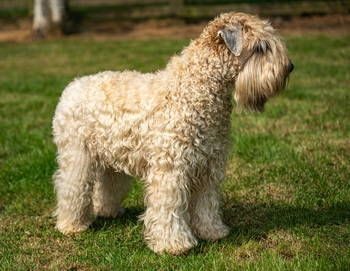 Terrier Irlandais A Poil Doux