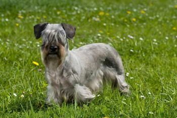 Cesky Terrier Tcheque