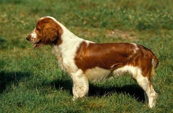 Welsh Springer Spaniel