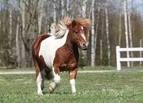 Poney