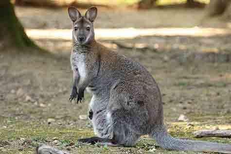 Wallaby de Benett