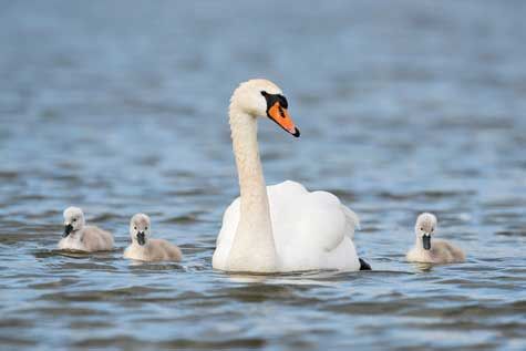 Cygne