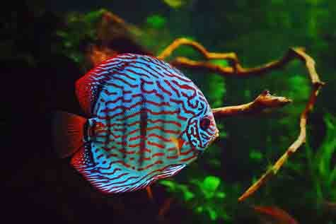 Discus
