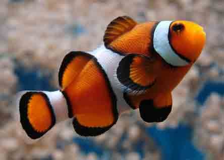 poisson clown