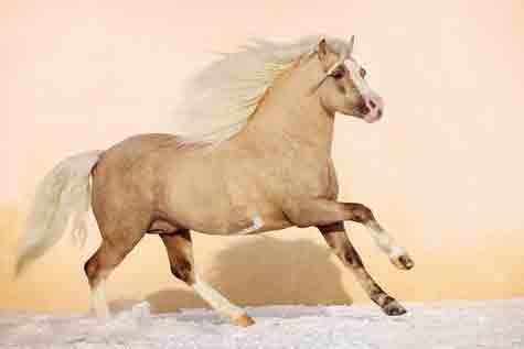 chevaux